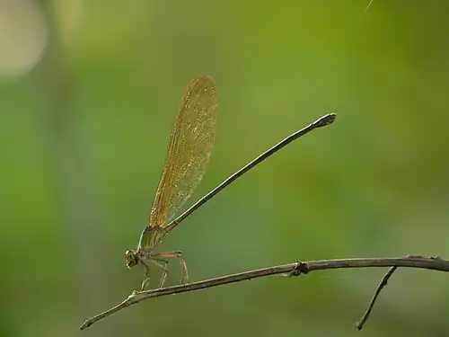 Vestalis gracilis female