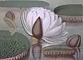 Victoria regia; chromolithograph (after John Fisk Allen)