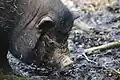 Vietnamese Pot-bellied pig in Zooparc de Trégomeur, 2025