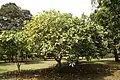 Mature specimen, showing low, domed canopy. Jardin botanique de Limbé, Cameroun.