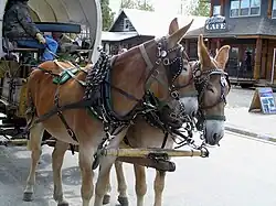 Pair, pulling a wagon (2008)