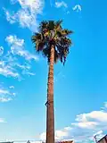 Washingtonia robusta with an average length of 59 feet, Gaziantep, Turkey