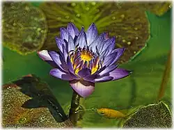 Water lily and fish in the Lily pool.