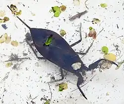 Water scorpion
