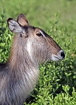 Female K. e. ellipsiprymnus, Zimbabwe