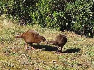 Weka and chick