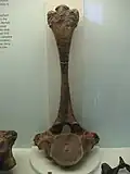 The upper back (thoracic) vertebra of the West Runton Mammoth exhibited at Cromer Museum.