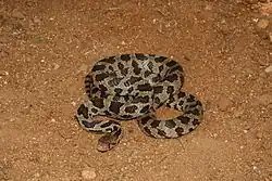 Fox snake (Pantherophis vulpinus)
