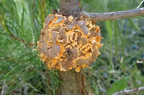 Missoula County, Montana, 2019