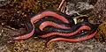 Western wormsnake (Carphophis vermis), Jefferson County, Missouri