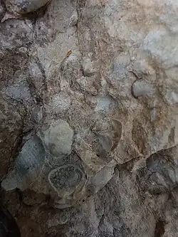 Brachiopod and crinoid fossils in Westerville Limestone, Cherryvale Formation, Lower Linn Subgroup, Kansas City Group, Missourian Series, Pennsylvanian System. Raytown, Missouri.