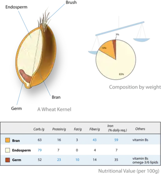 A wheat kernel, its composition and the nutritional values of its parts.