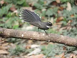 White-throated fantail