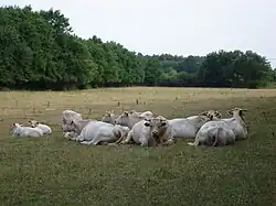 Sologne cows