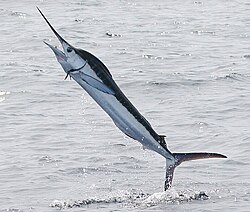 Marlin with a "rapier"-like rostrum