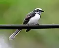White-browed Fantail from Matale, Sri Lanka.