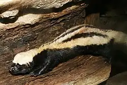 A black weasel with white stripes lying on some wood