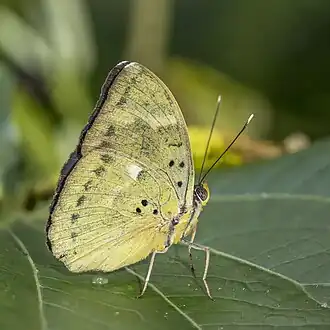 male E. m. medon Nyamebe Bepo Forest Reserve, Ghana