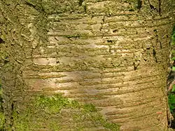 Lenticels on wild cherry or gean