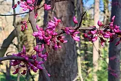 Eastern redbud (Cercis canadensis)