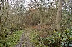 Wistow Wood