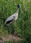 Wood stork