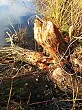 Tree in Forbes Lake Park chewed by beavers