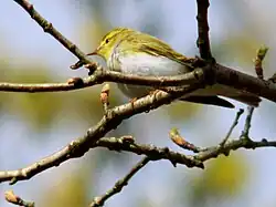 Wood warbler, Slottsskogen, Gothenburg