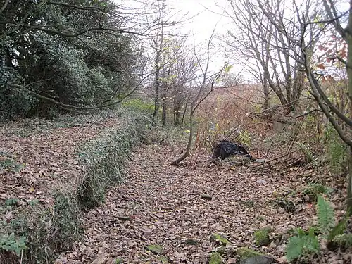 An image of raised stone setts surrounded by trees and leaves (autumn time)