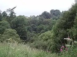 A photograph of woodland just outside Fankerton