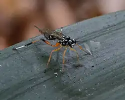 Xanthocryptus novozealandicus in Titirangi Auckland.