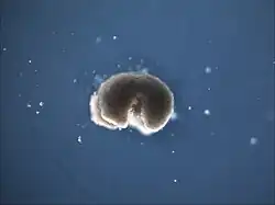 A tall quadruped xenobot