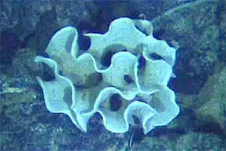 The xenophyophore, another single-celled foraminiferan, lives in abyssal zones. It has a giant shell up to 20 cm (7.9 in) across.[148]
