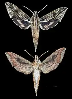 Xylophanes lichyi