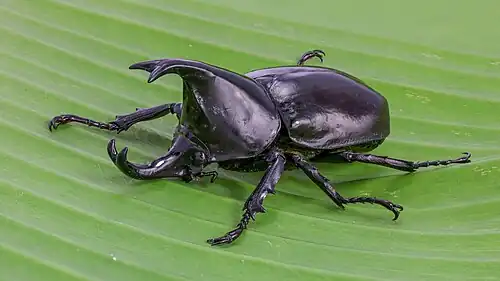 Image 18 Xylotrupes socrates Photo credit: Basile Morin Xylotrupes socrates (Siamese rhinoceros beetle, or "fighting beetle"), male, on a banana leaf. This scarab beetle is particularly known for its role in insect fighting in Northern Laos and Thailand. More selected pictures