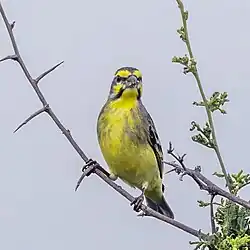 male C. m. granti Kruger National Park