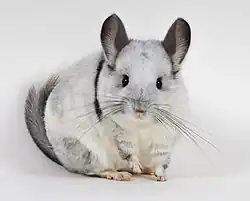 A mosaic chinchilla, one of the various breeds of chinchilla.