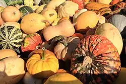 Cucurbita pepo was domesticated into several varieties of squash, pumpkin and melon.