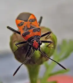 Corizus hyoscyami
