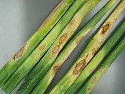 Onion leaf spot caused by Cladosporium allii-cepae