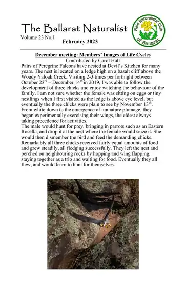 Front cover of the Ballarat Naturalist Newsletter containing the newsletter letterhead, and an article and photograph discussing the peregrine falcon